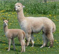 Alpaka Miriam und Snowflake